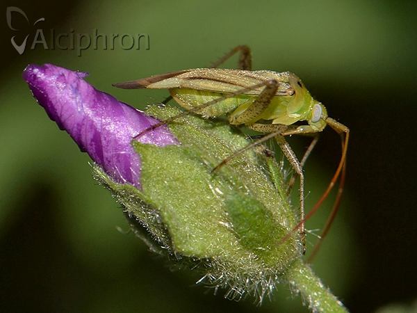 Adelphocoris lineolatus