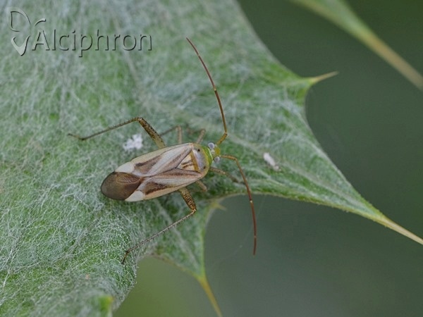 Adelphocoris lineolatus