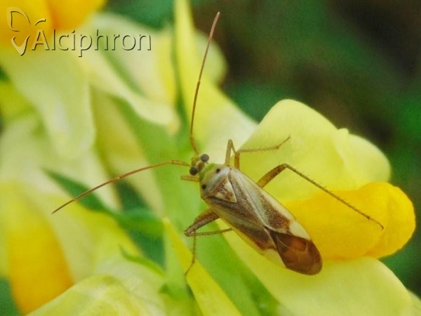Adelphocoris lineolatus