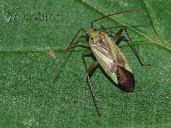 Adelphocoris lineolatus