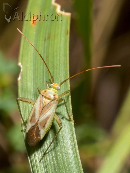Adelphocoris lineolatus