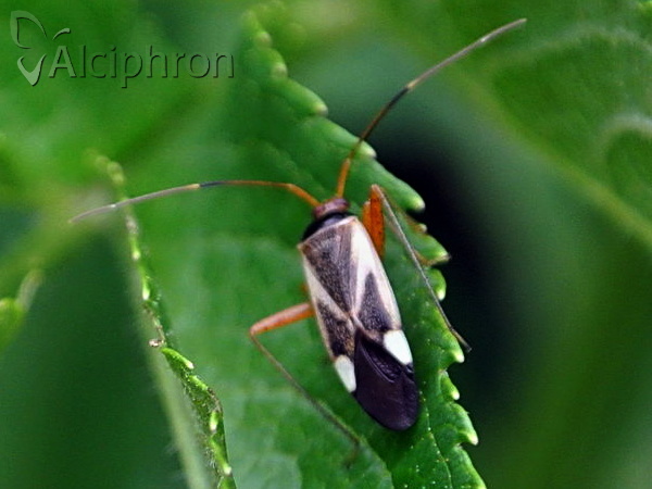 Adelphocoris reichelii 