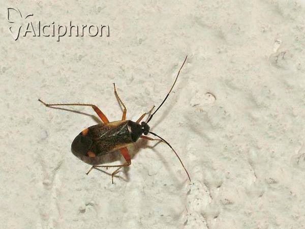 Adelphocoris seticornis