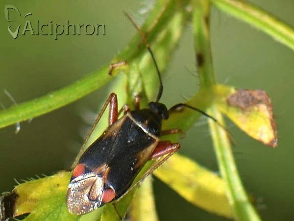 Adelphocoris seticornis