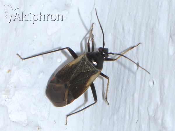 Adelphocoris seticornis