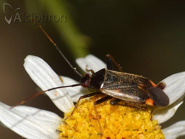 Adelphocoris seticornis