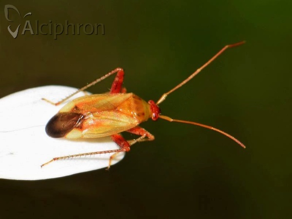 Adelphocoris ticinensis
