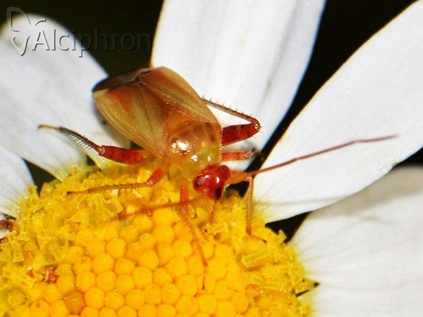 Adelphocoris ticinensis