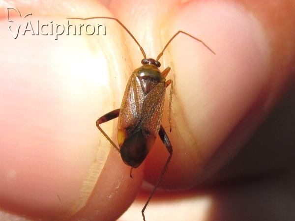 Adelphocoris ticinensis