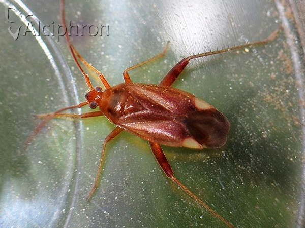 Adelphocoris ticinensis