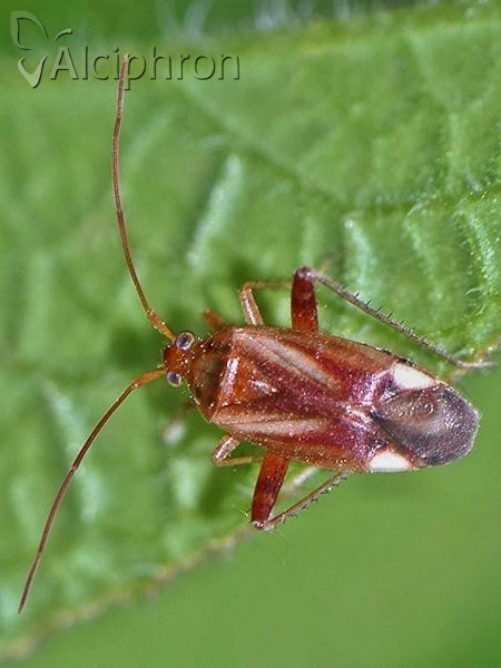 Adelphocoris ticinensis