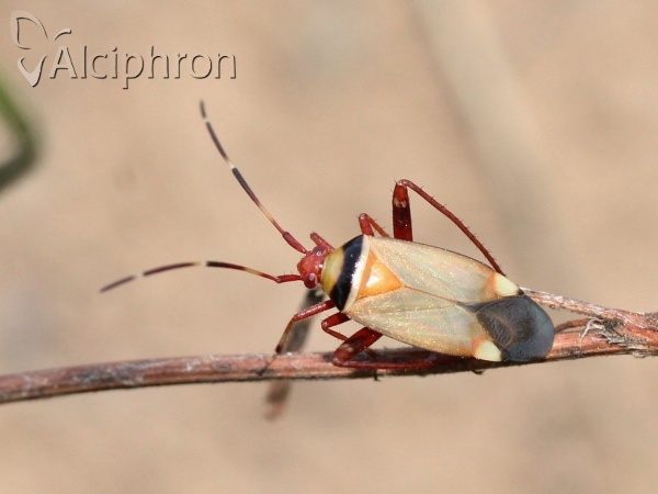 Adelphocoris vandalicus