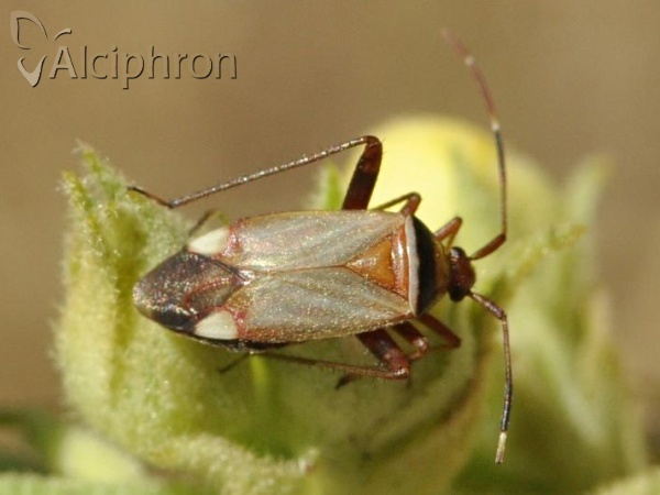 Adelphocoris vandalicus