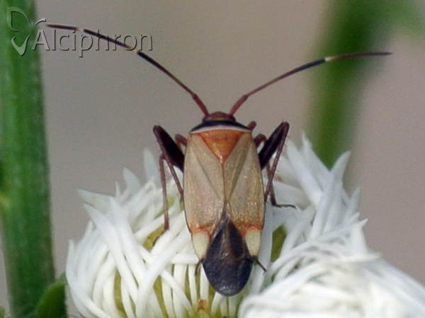 Adelphocoris vandalicus