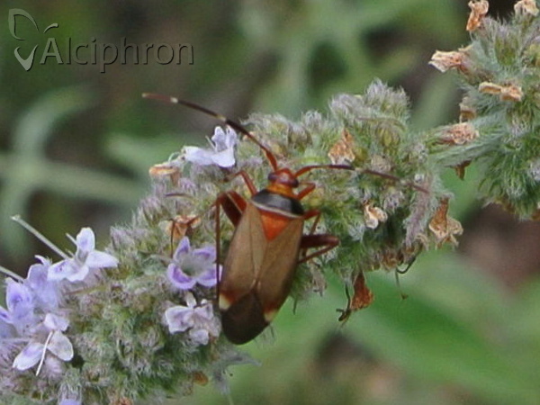Adelphocoris vandalicus