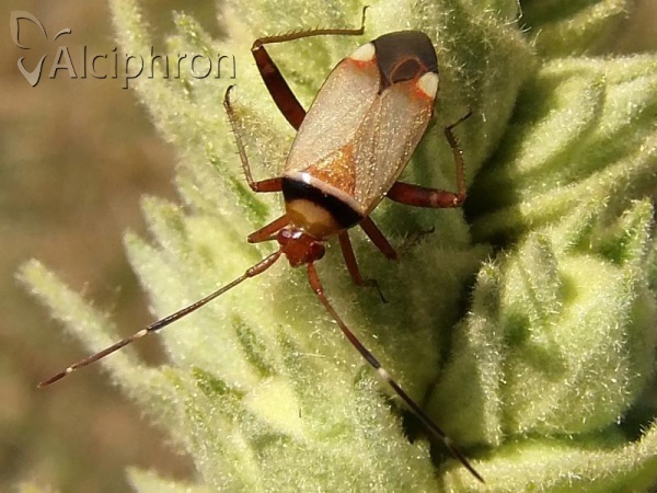 Adelphocoris vandalicus