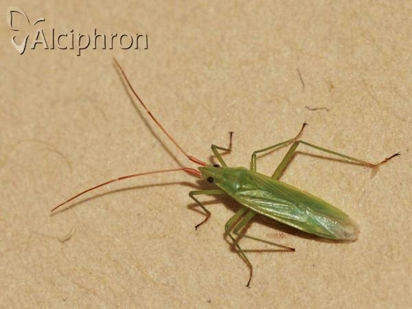 Trigonotylus caelestialium