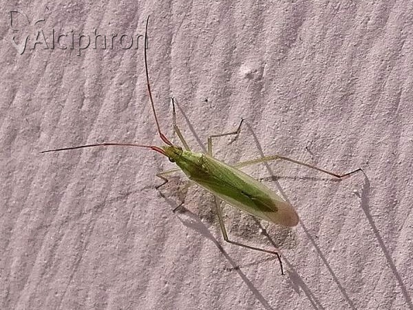 Trigonotylus caelestialium