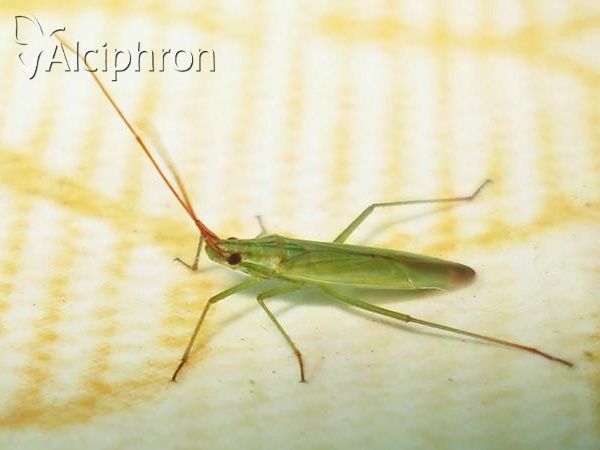 Trigonotylus caelestialium