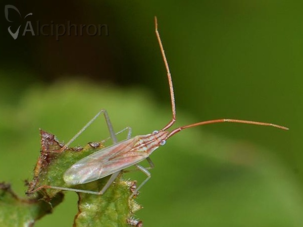 Trigonotylus pulchellus