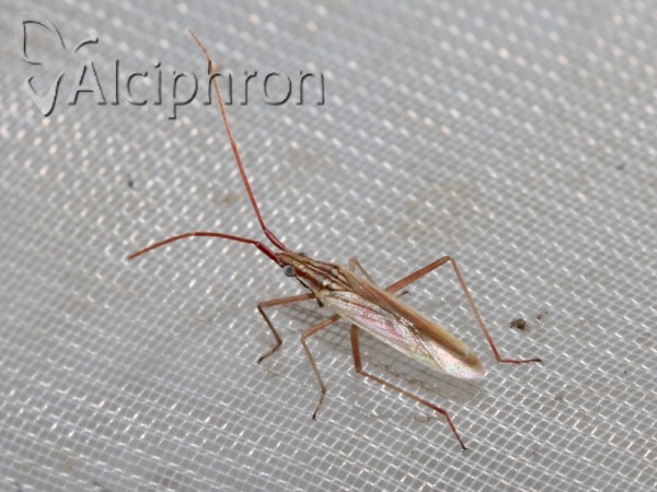 Trigonotylus pulchellus
