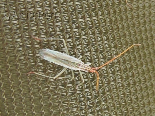 Trigonotylus pulchellus