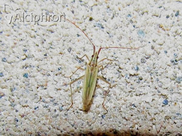 Trigonotylus pulchellus