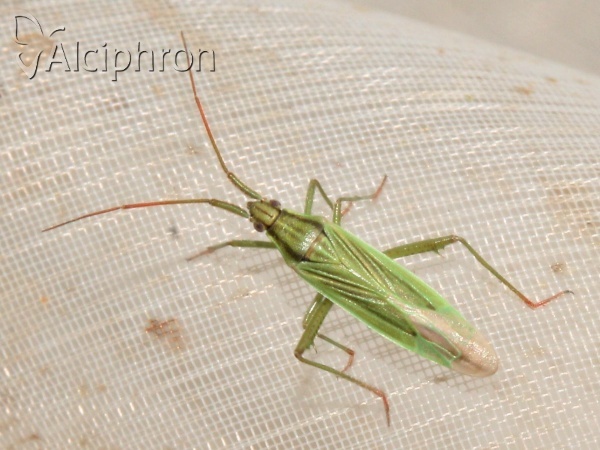 Stenodema calcarata