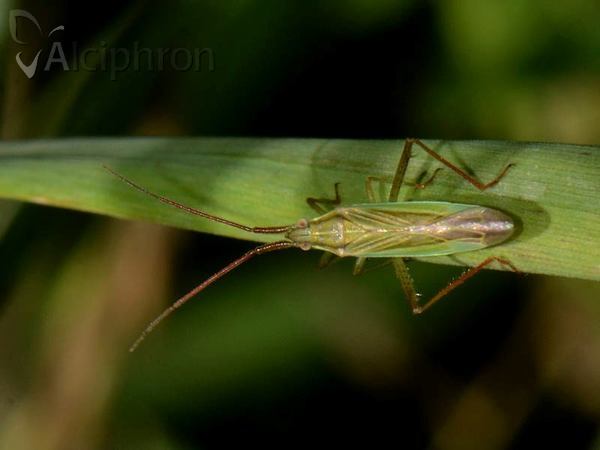Stenodema calcarata