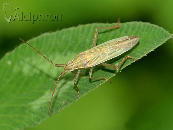 Stenodema calcarata