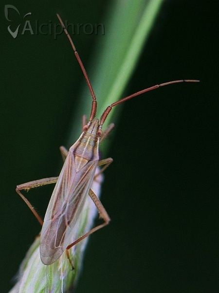 Stenodema calcarata