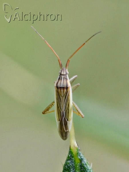 Stenodema calcarata