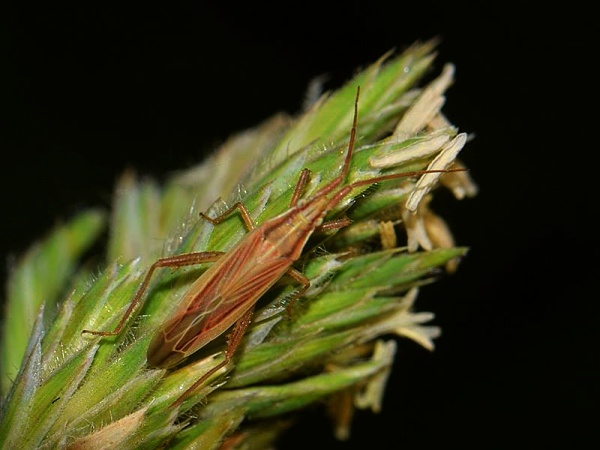 Stenodema calcarata
