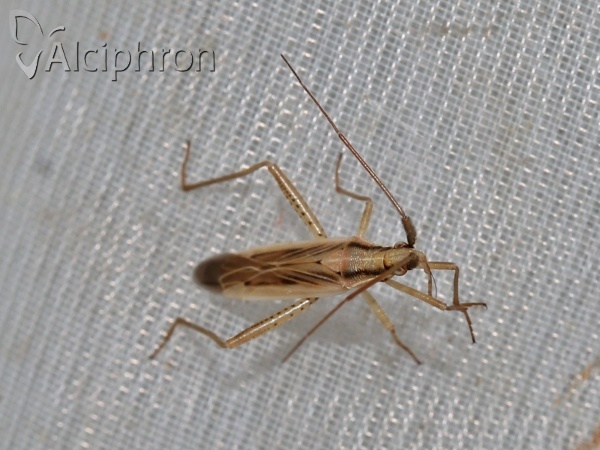 Stenodema laevigata