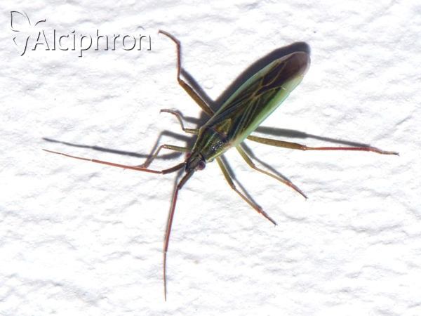 Stenodema laevigata