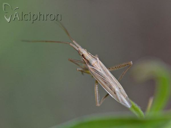 Stenodema laevigata