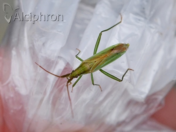 Stenodema laevigata