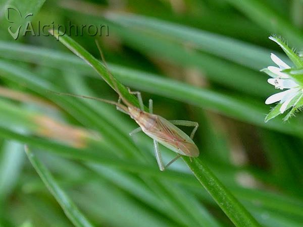 Stenodema laevigata