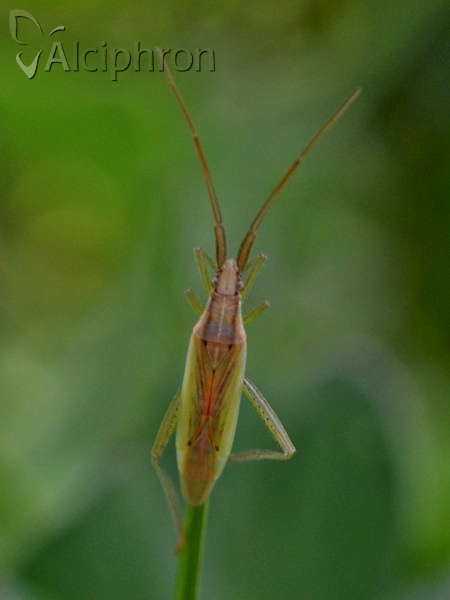Stenodema laevigata