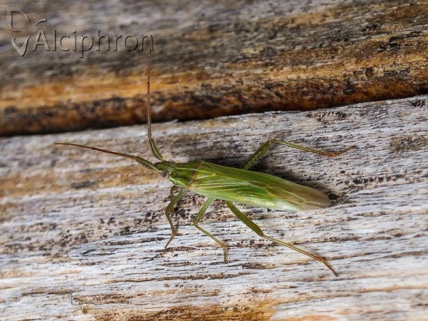 Stenodema laevigata