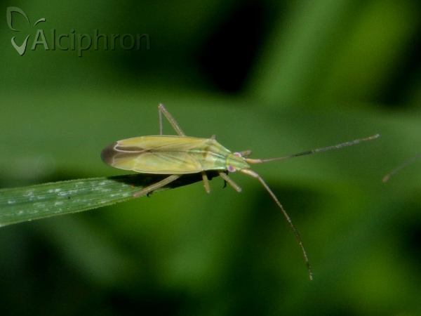 Notostira elongata
