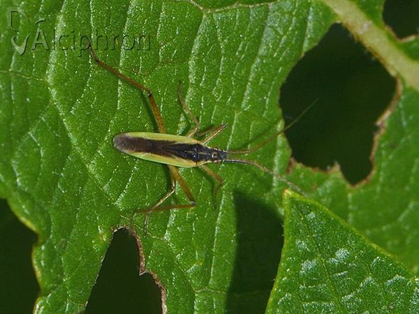 Notostira elongata