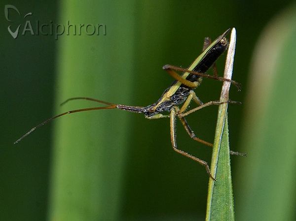 Notostira elongata