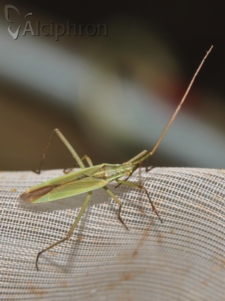 Megaloceroea recticornis