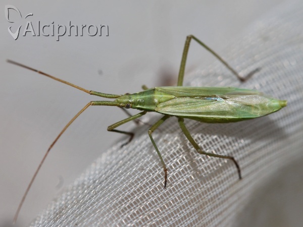 Megaloceroea recticornis