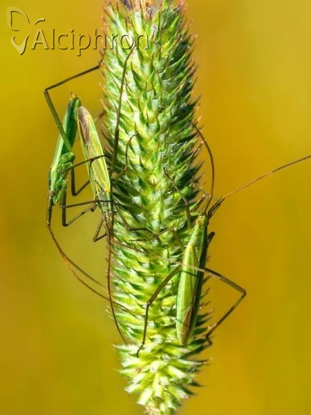Megaloceroea recticornis