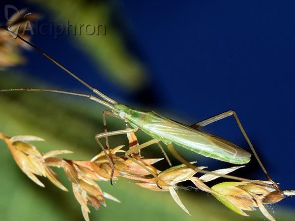 Megaloceroea recticornis