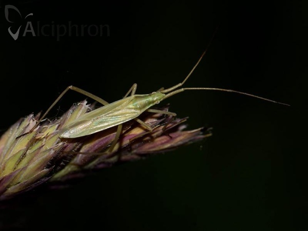 Megaloceroea recticornis