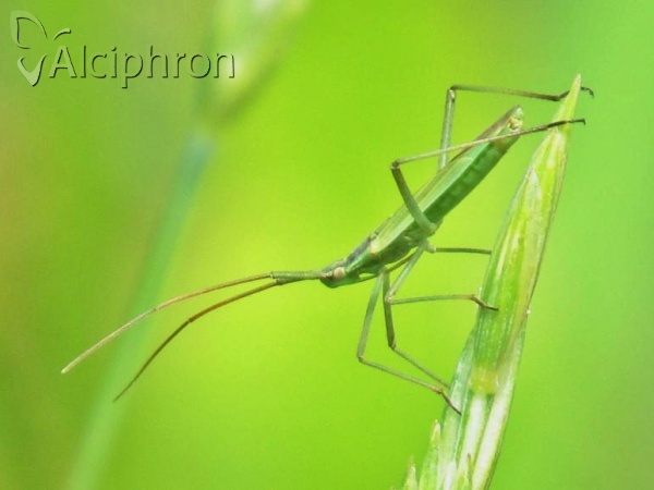 Megaloceroea recticornis