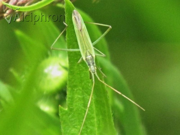 Megaloceroea recticornis